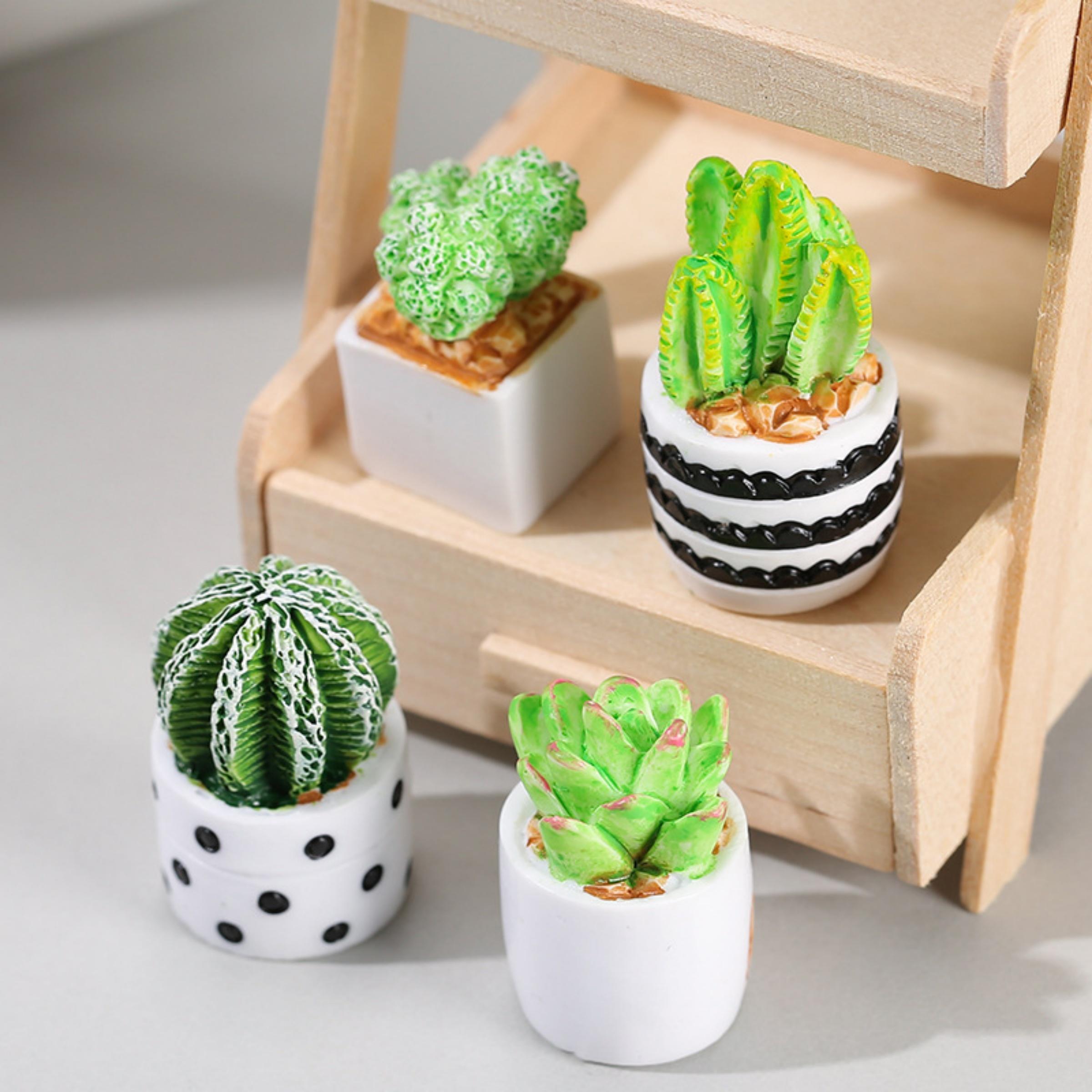 Echeveria Succulent - 선인장 다육 식물 화분 4종 세트,
