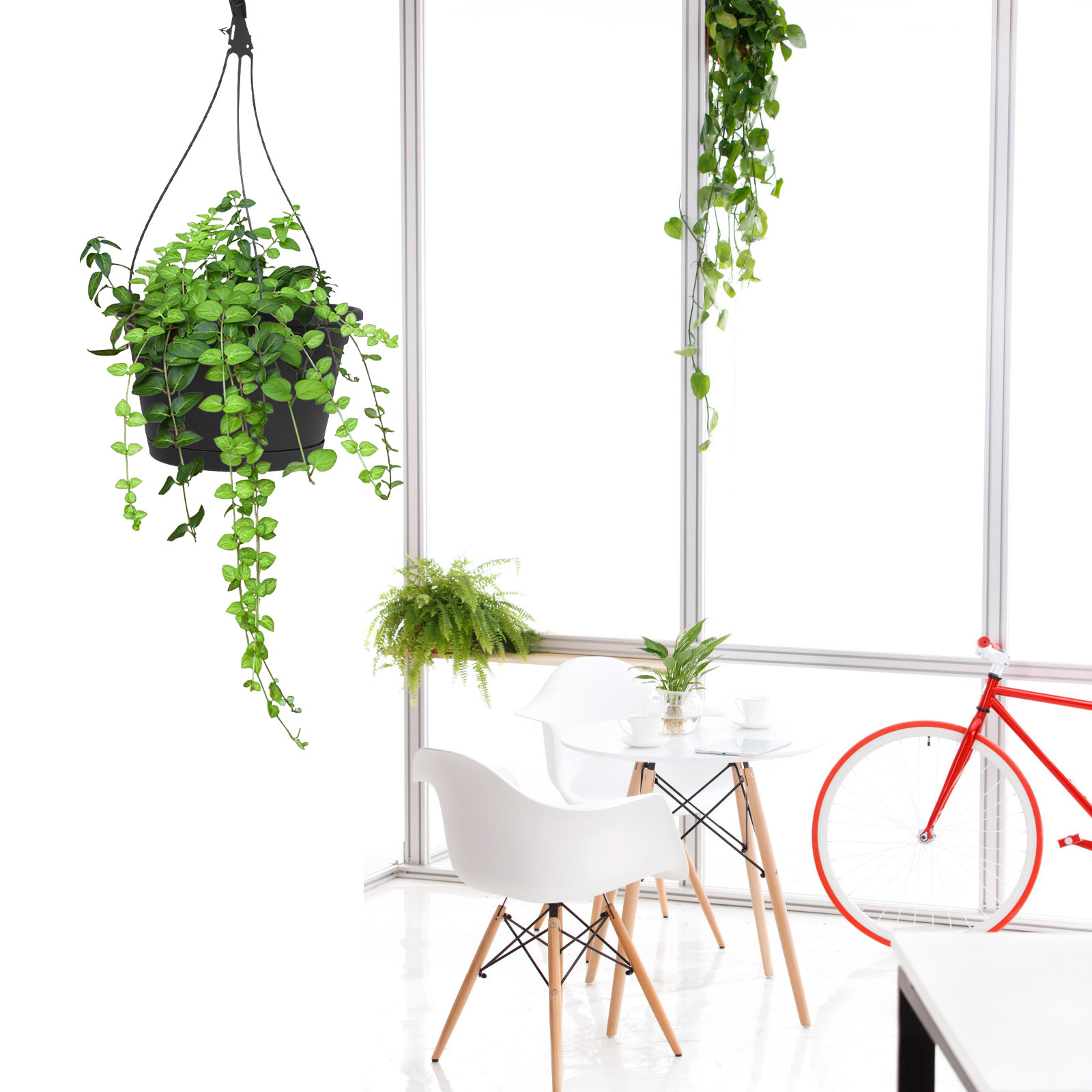1개입, 걸이형 스파이더 플랜트 화분, 창의적인 디자인 - Spider Plant Hanging 리뷰 및 가격