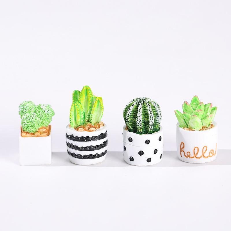 선인장 다육 식물 화분 4종 세트, 요정 정원 액세서리 - Echeveria Succulent 리뷰 및 가격